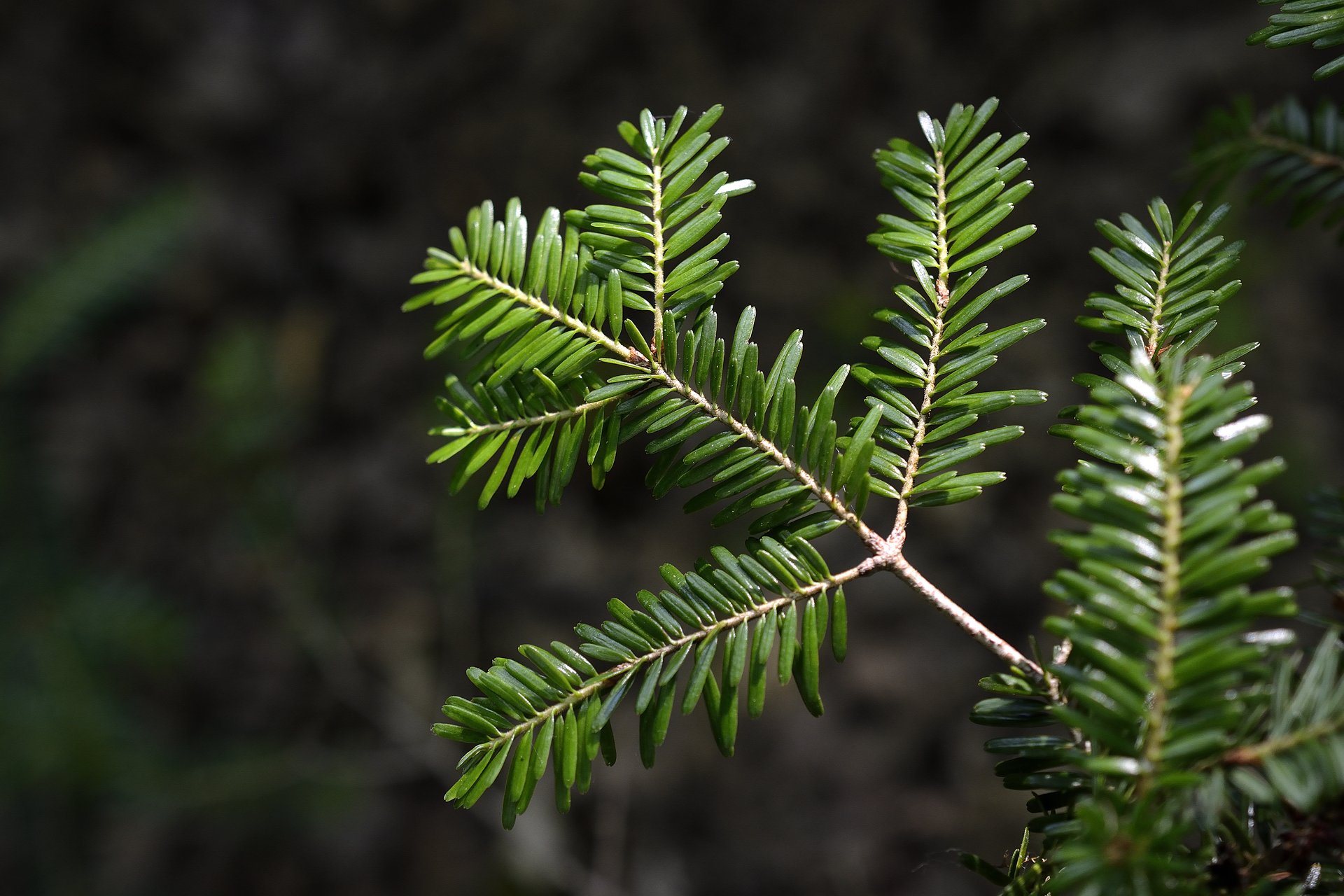 Abies alba