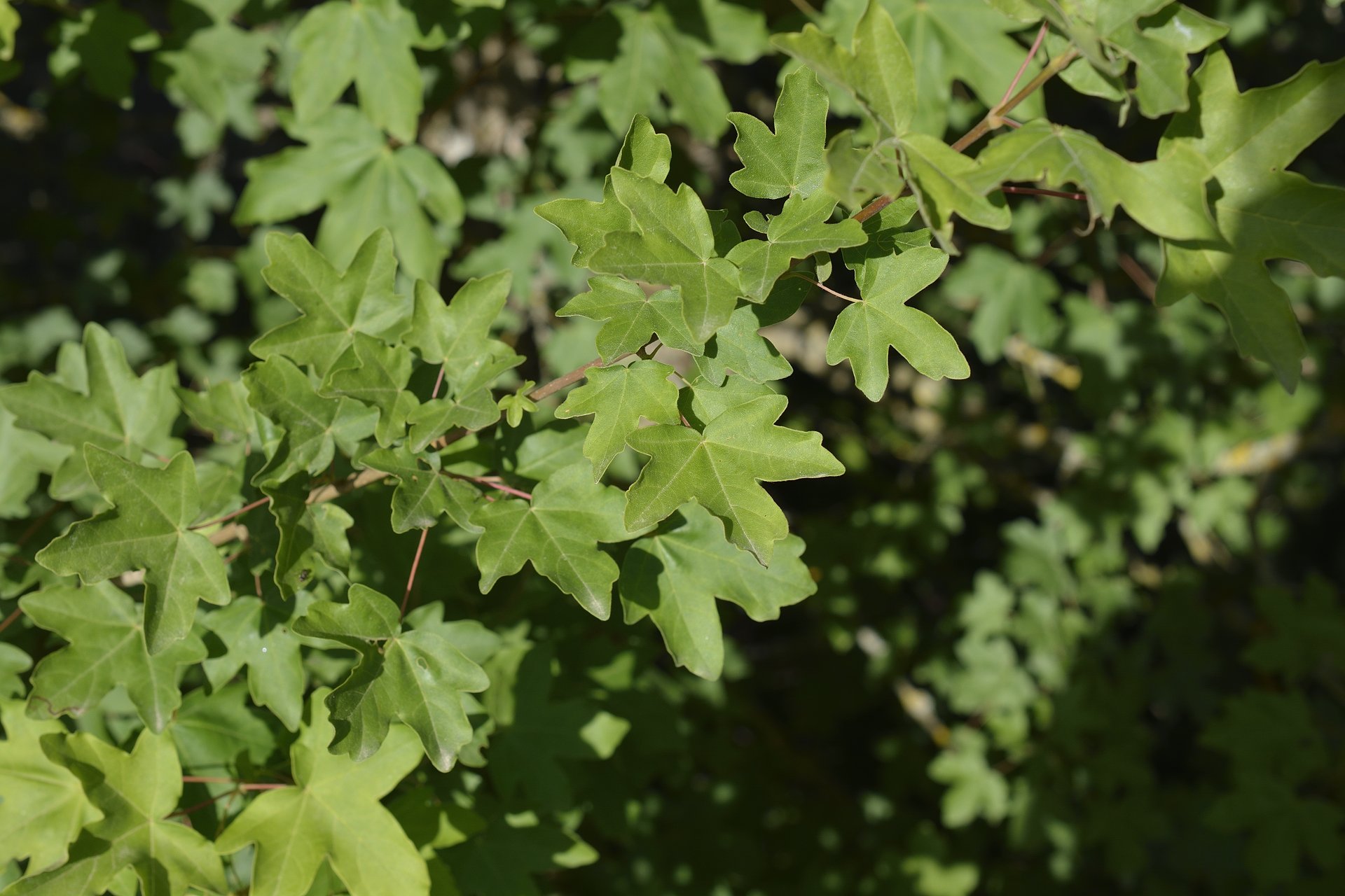 Acer campestre