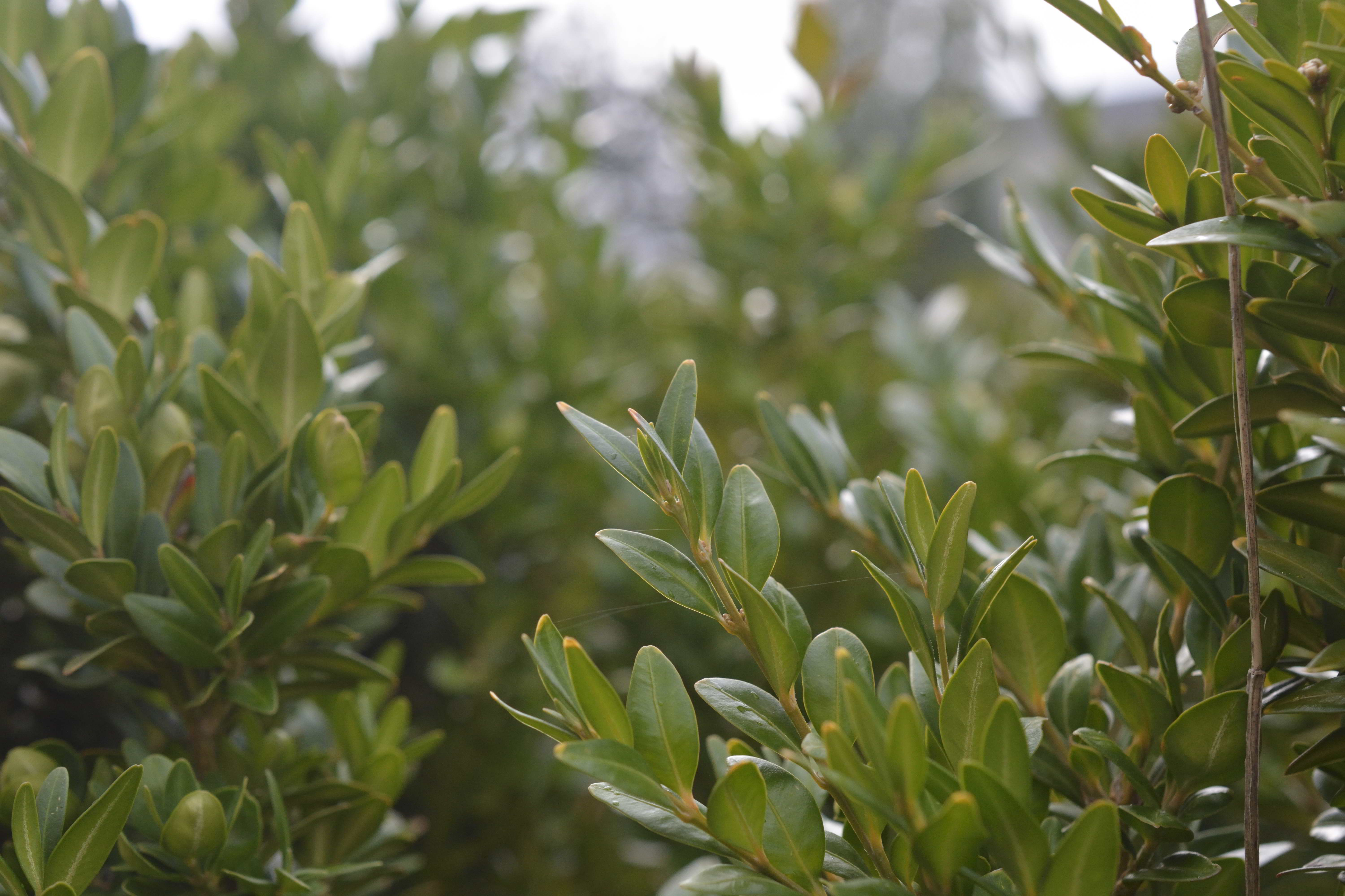 Buxus sempervirens
