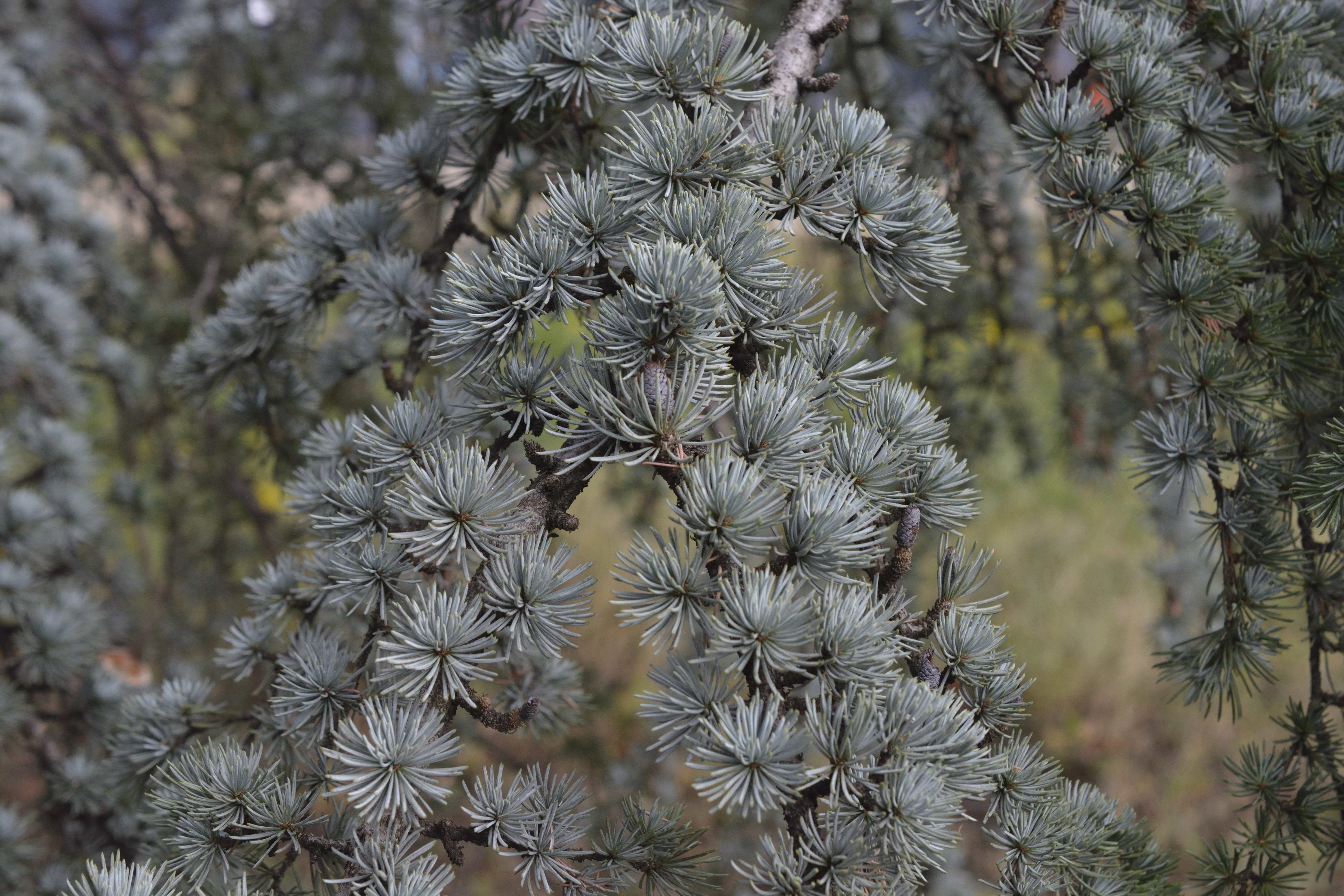 Cedrus atlantica