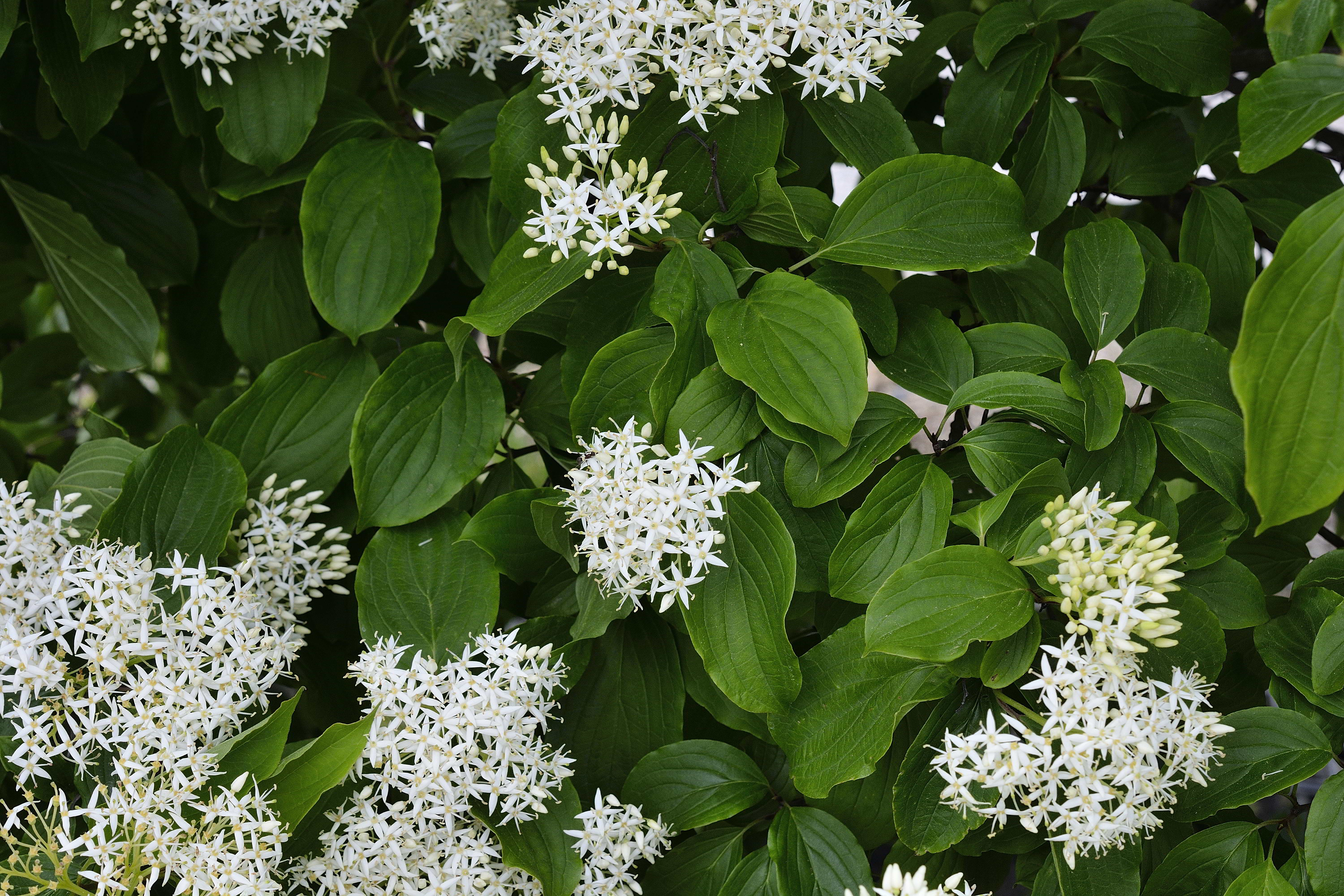 Cornus sanguinea