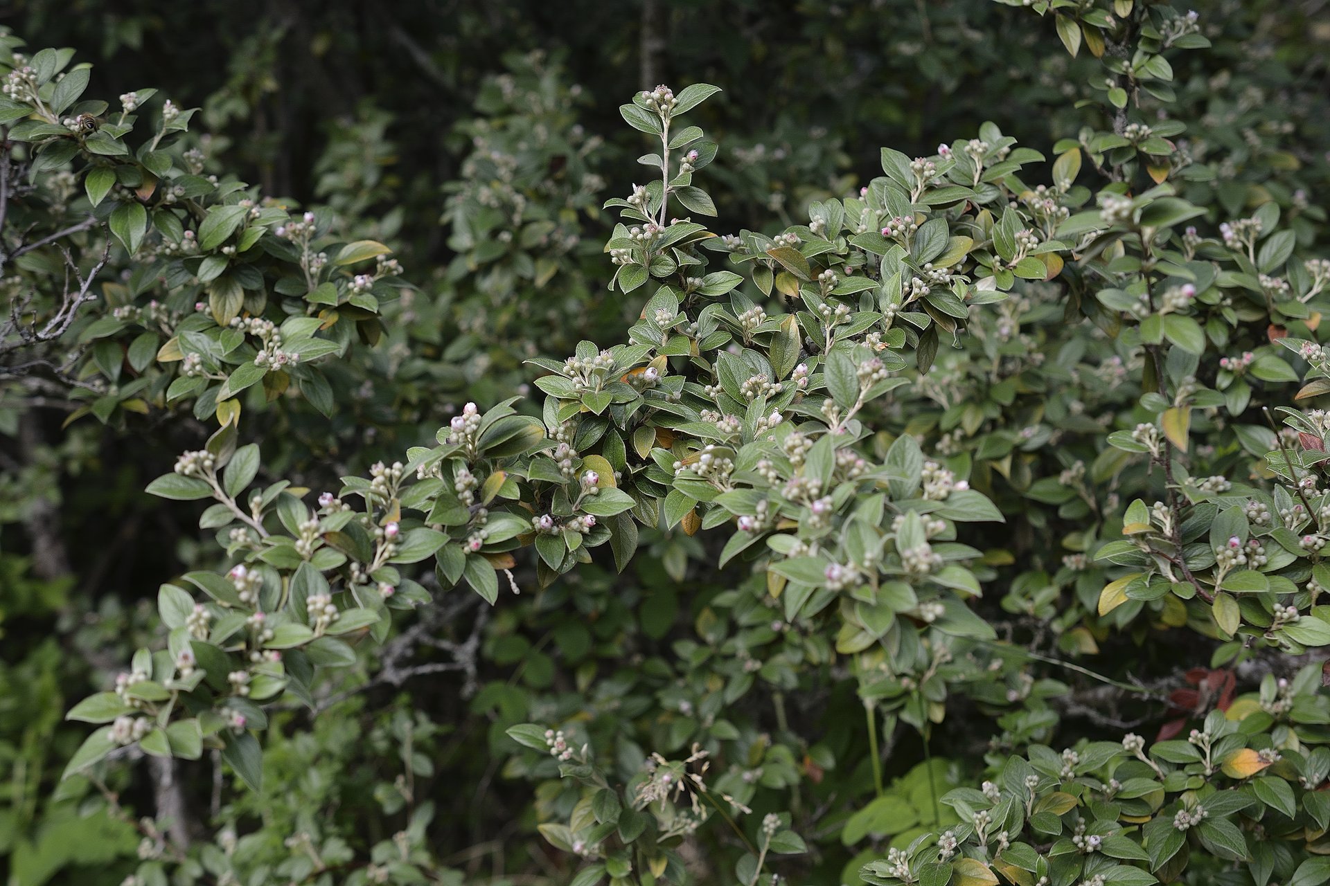 Cotoneaster franchetii