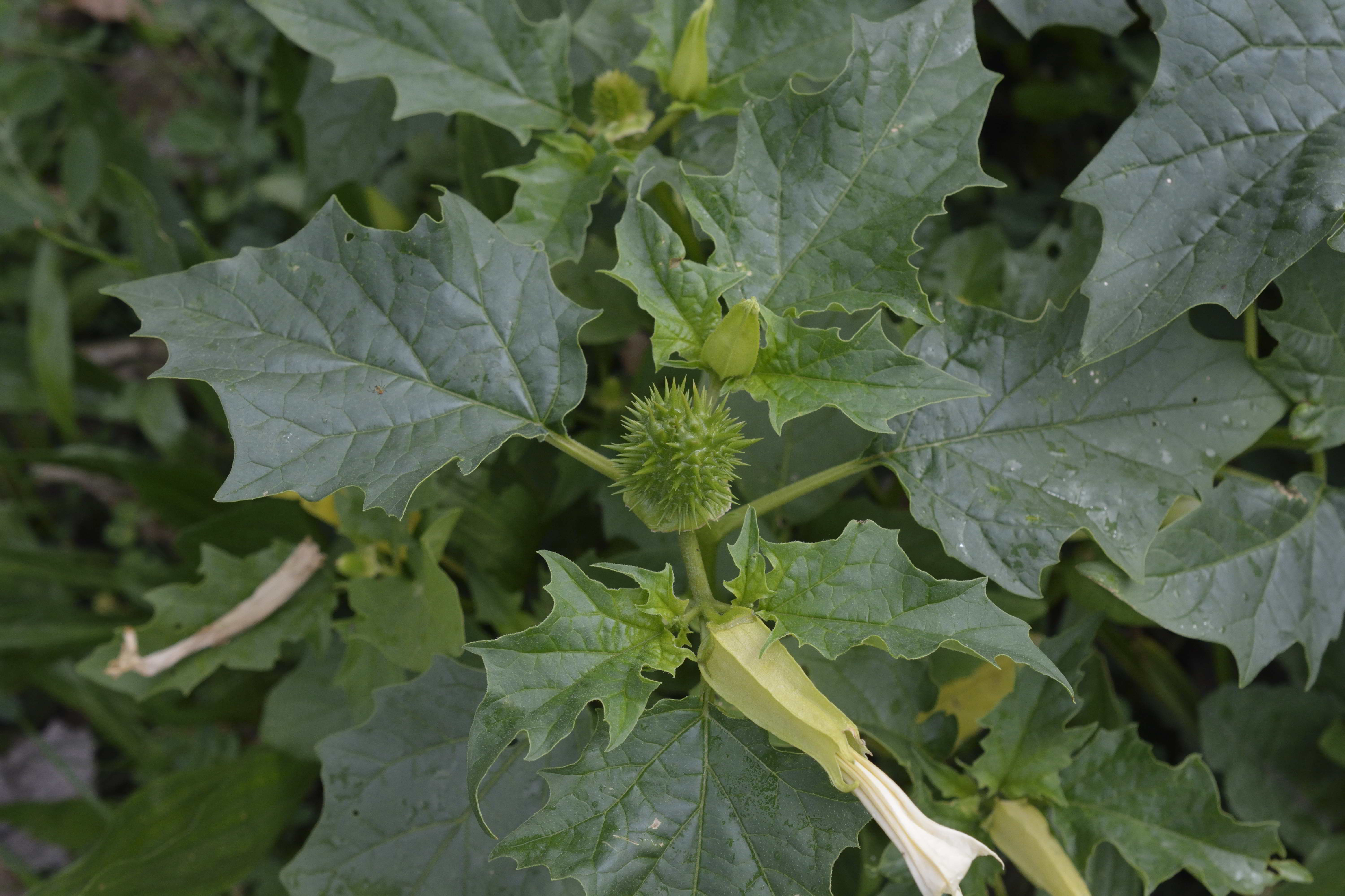 Datura stramonium