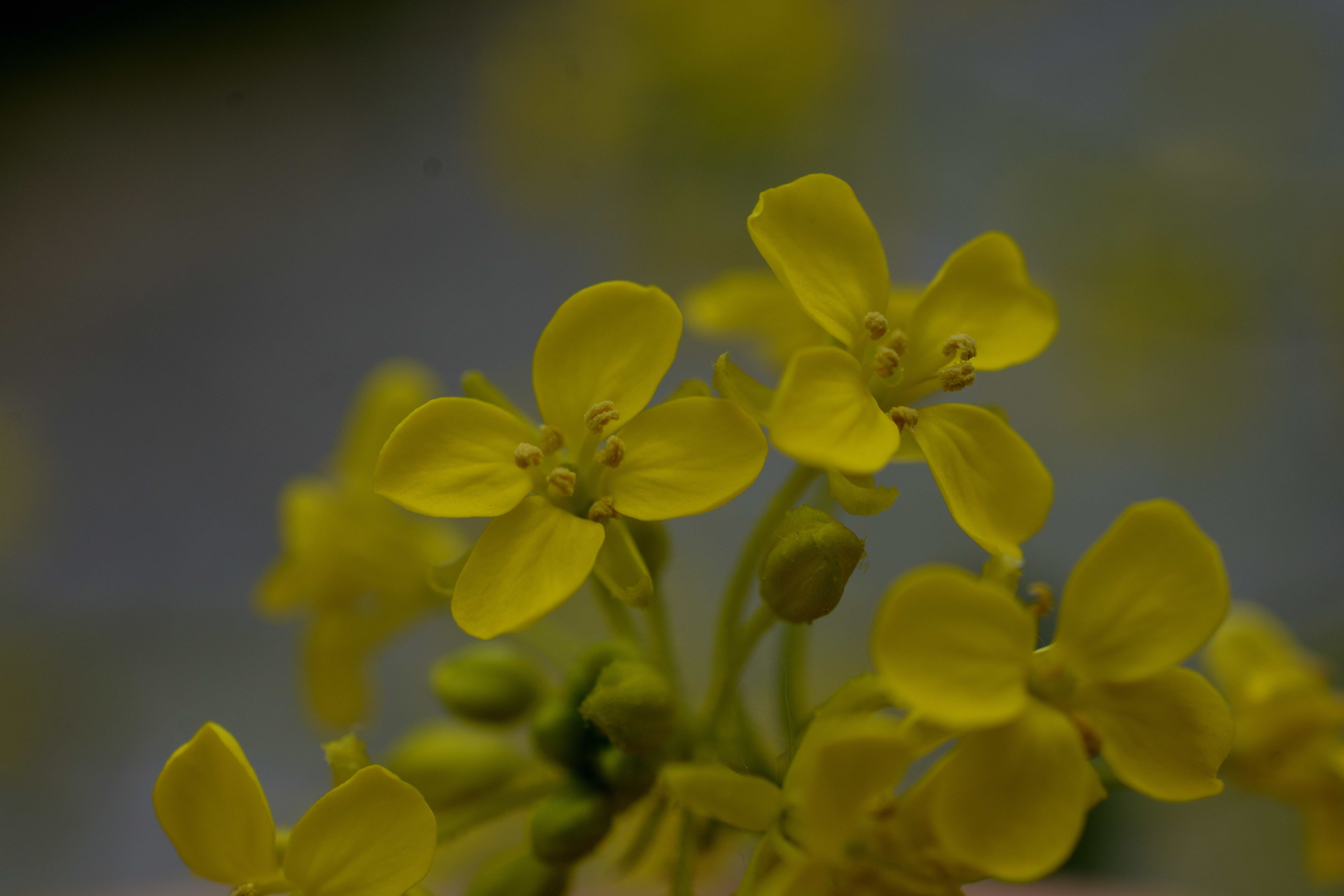 Diplotaxis tenuifolia
