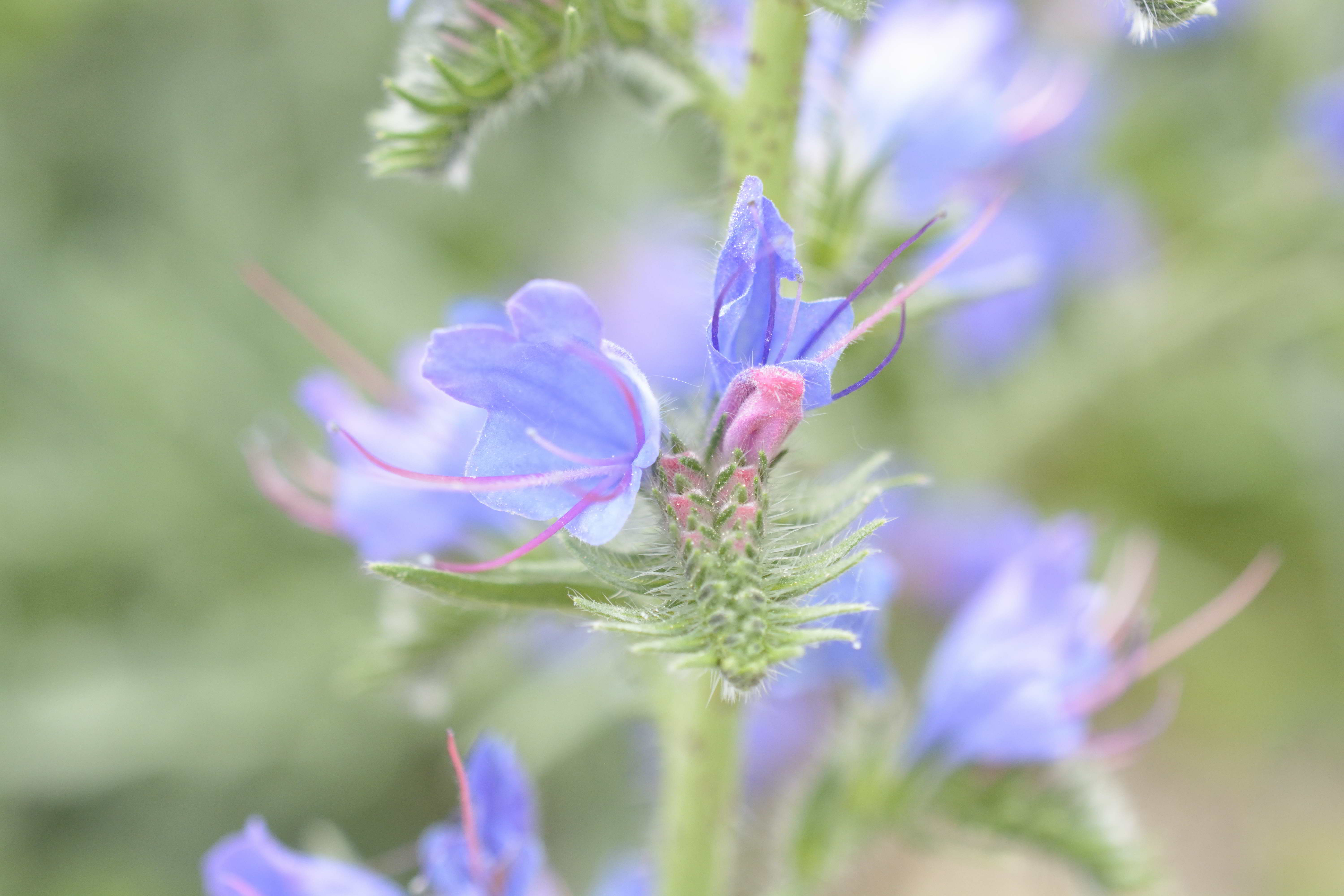Echium vulgare