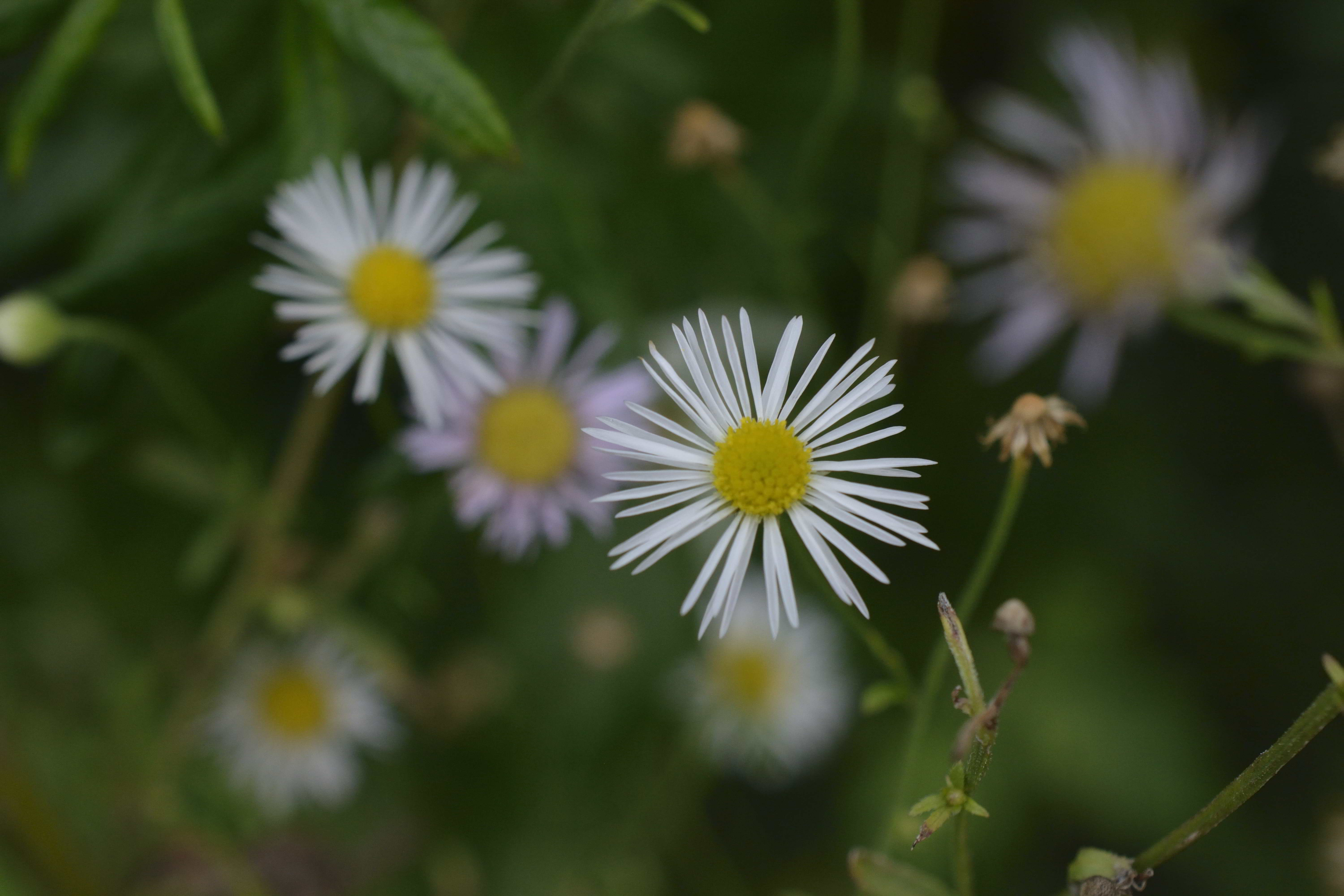 Erigeron annuus