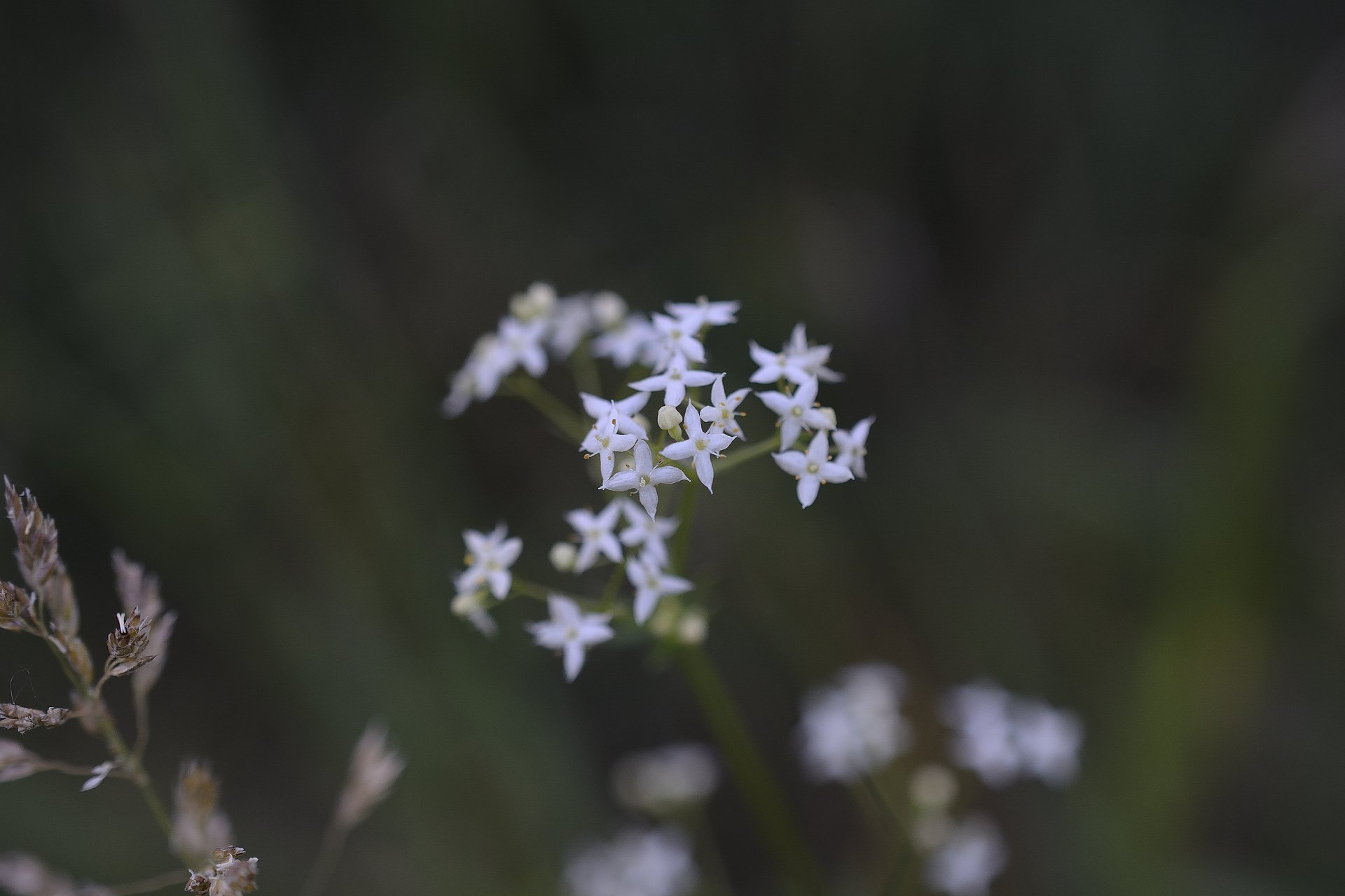 Galium mollugo