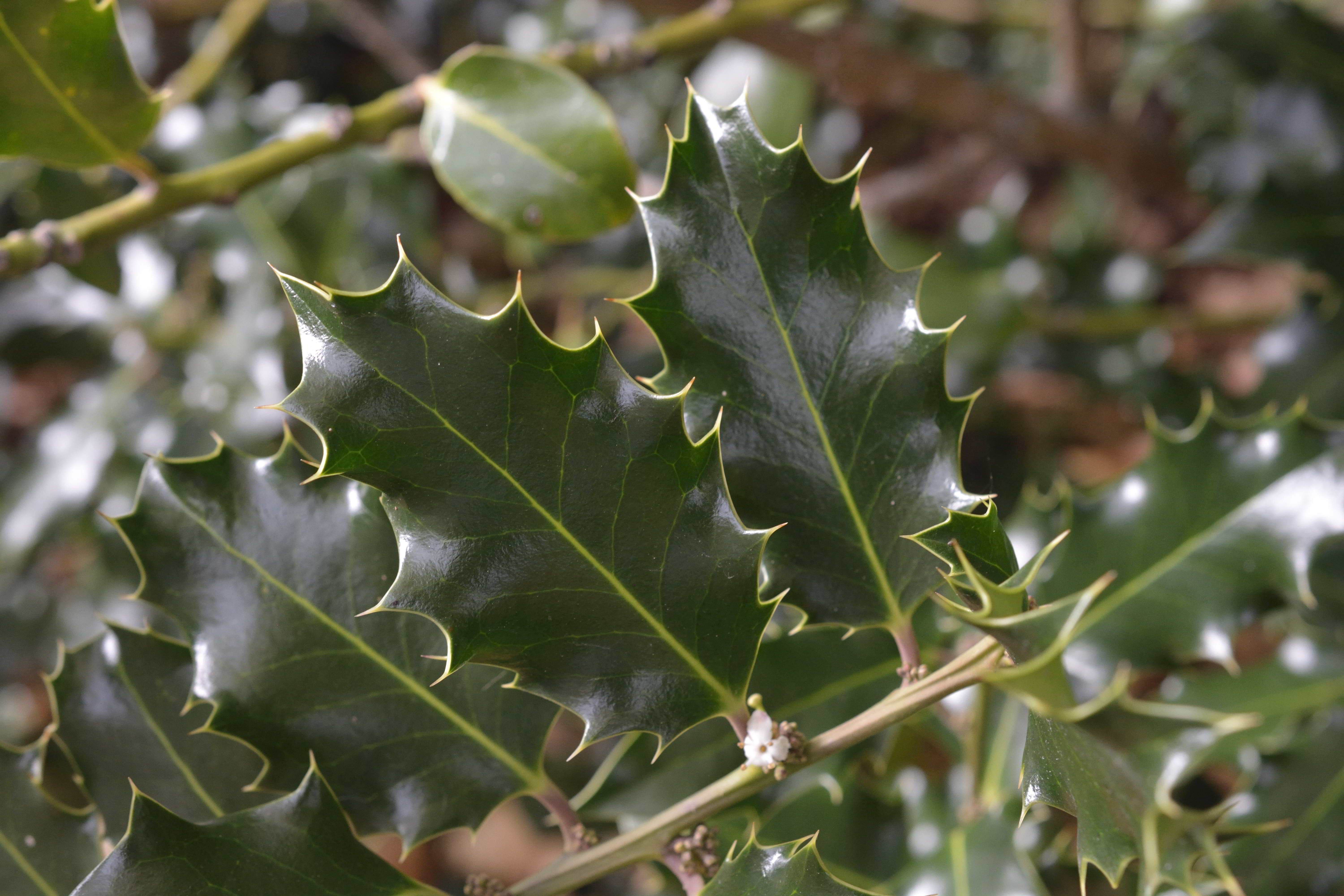 Ilex aquifolium