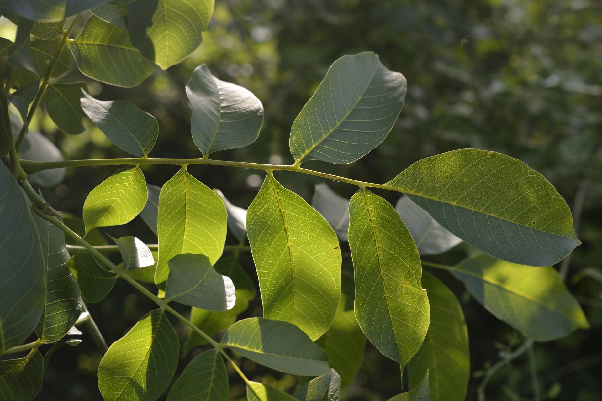 Juglans regia