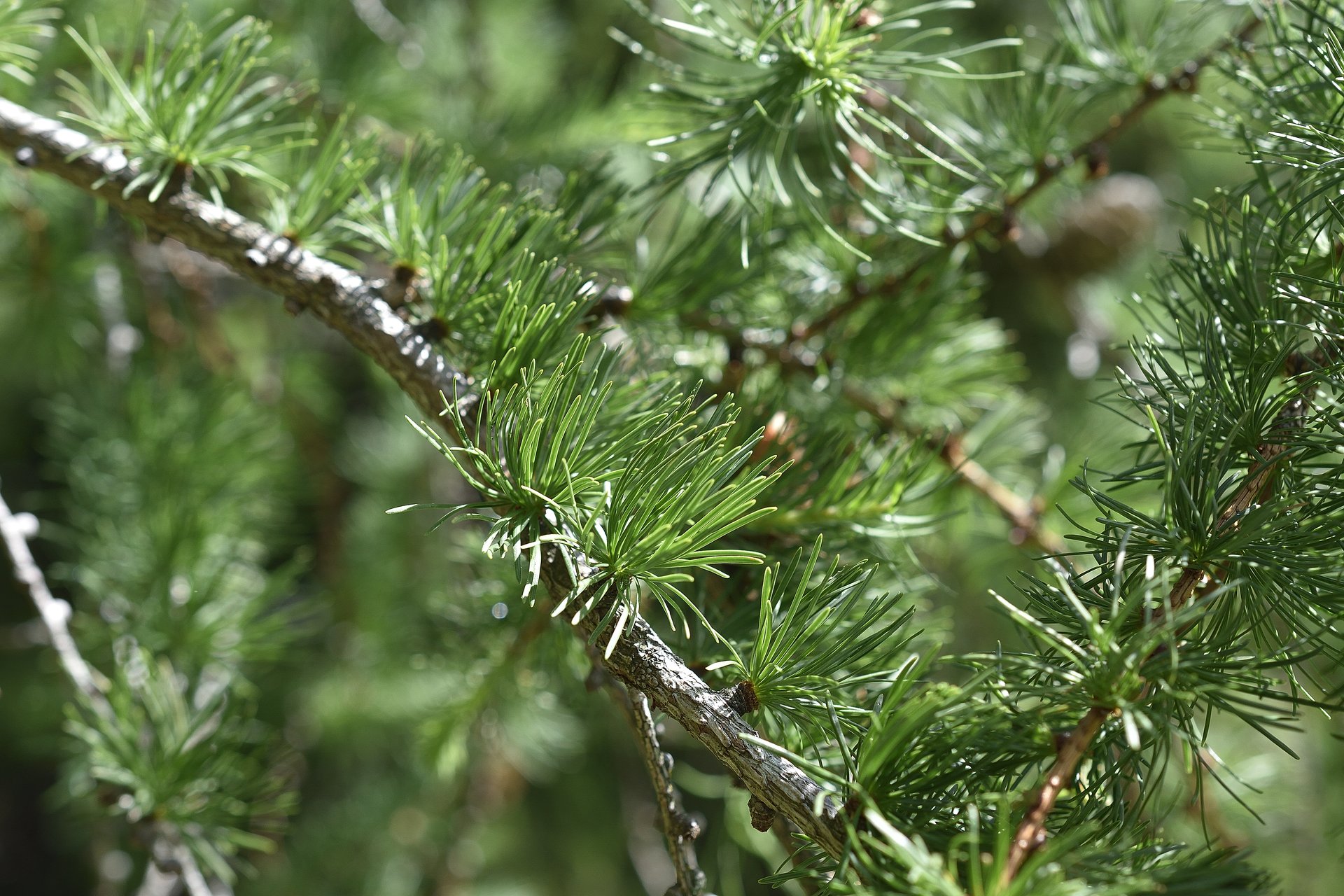 Larix decidua