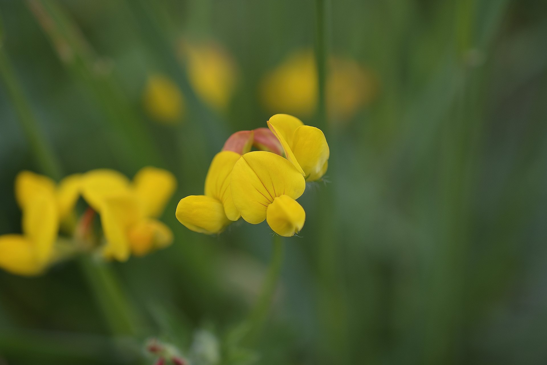 Lotus corniculatus