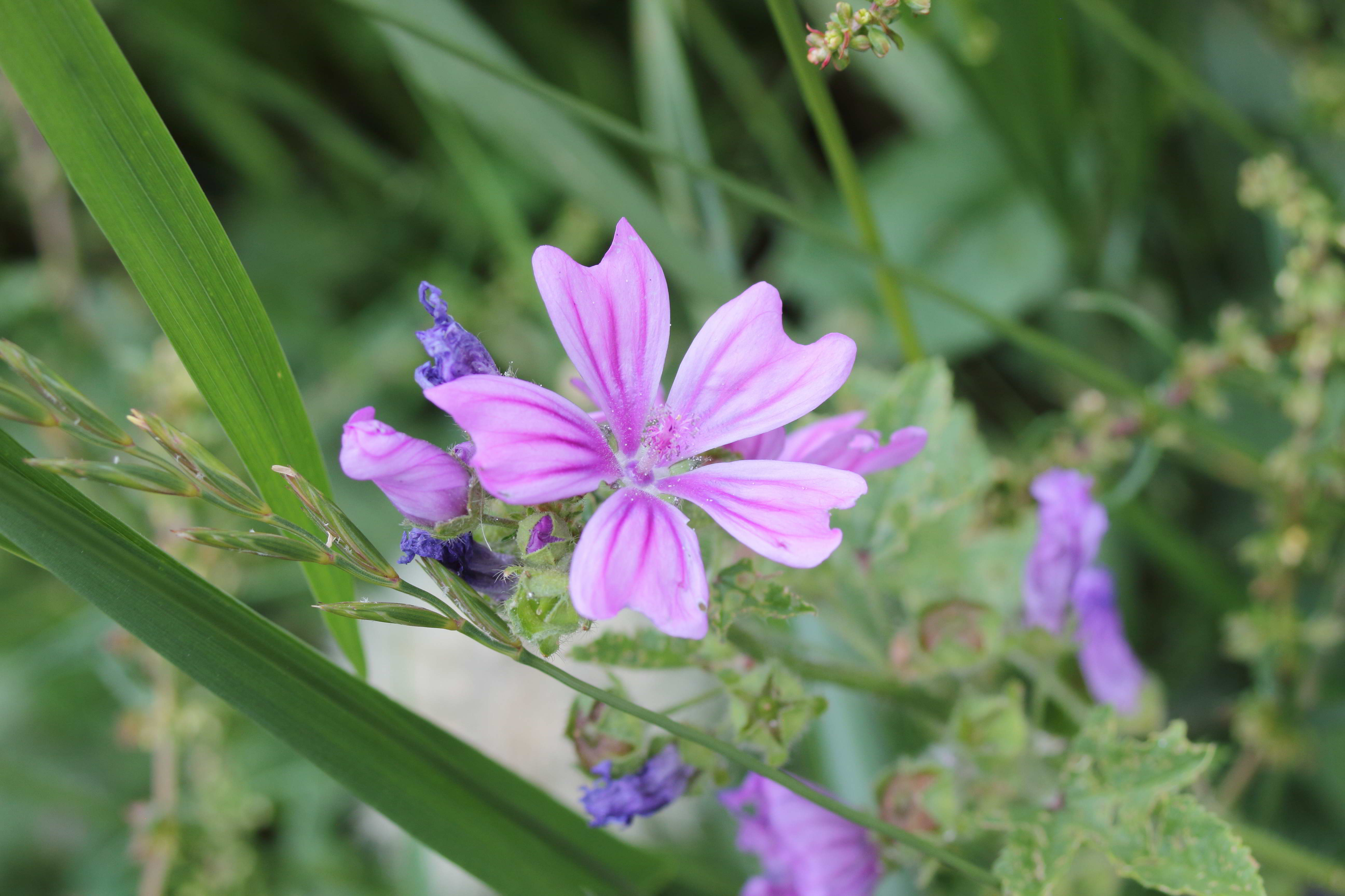 Malva sylvestris