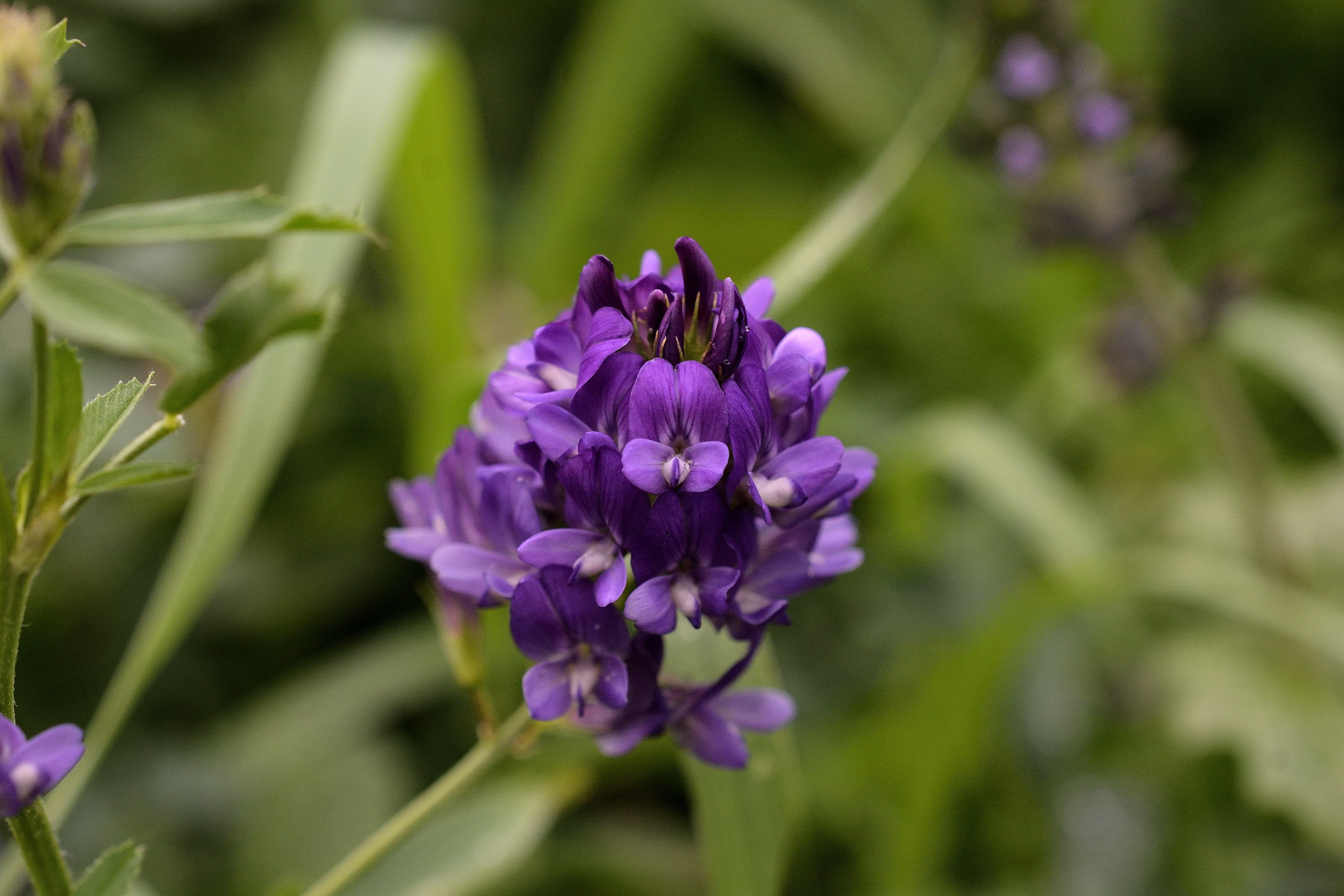 Medicago sativa