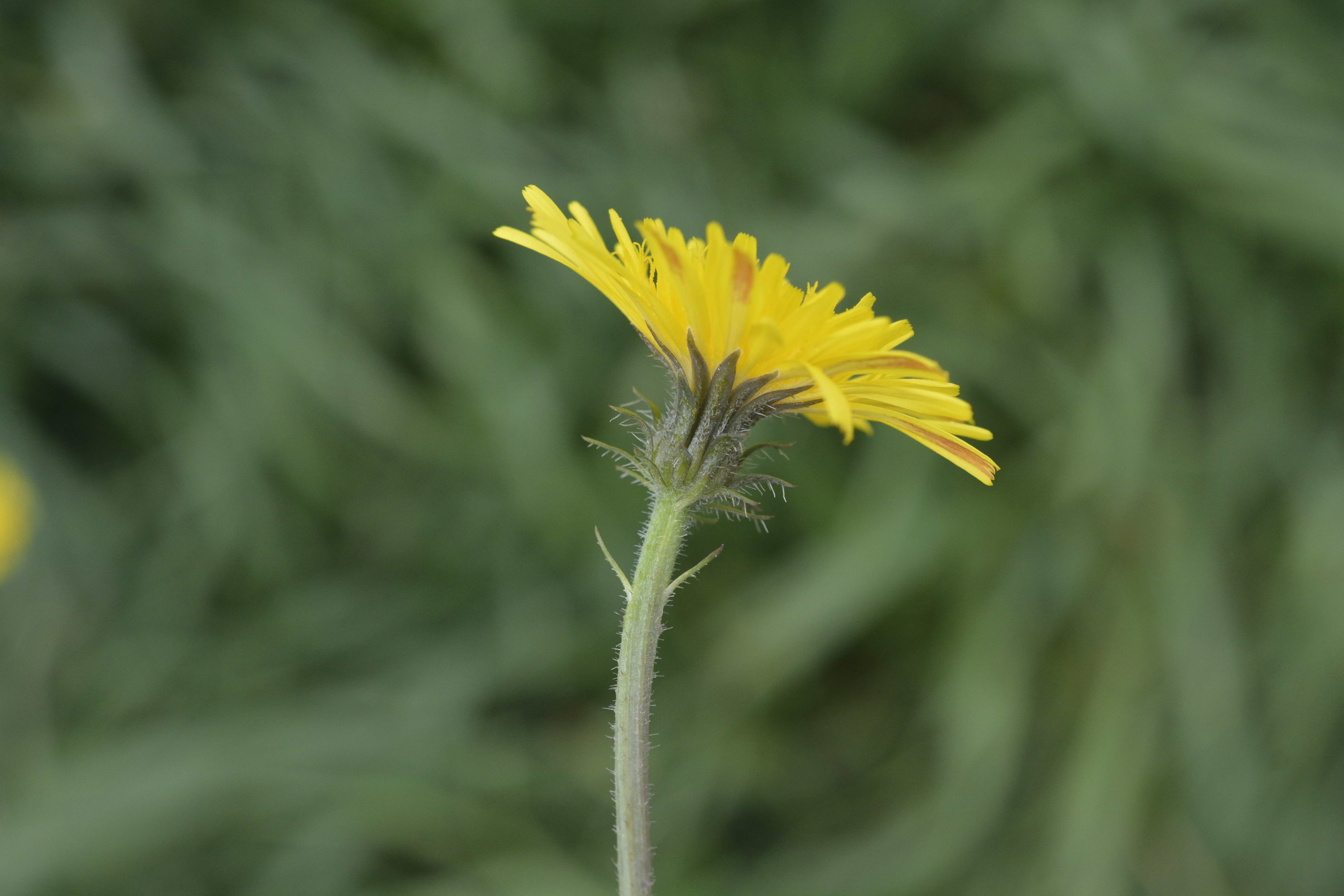 Picris hieracioides