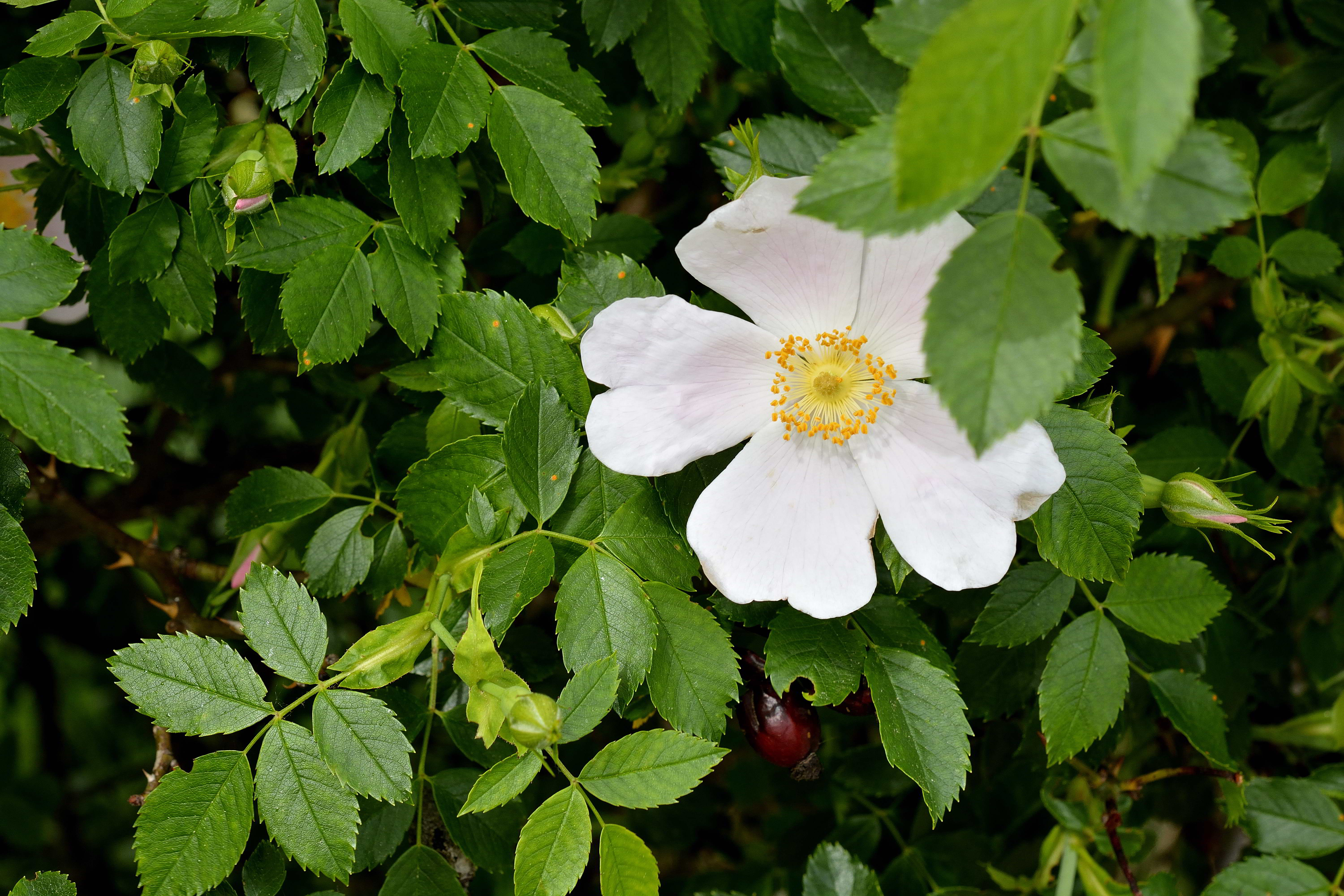 Rosa canina