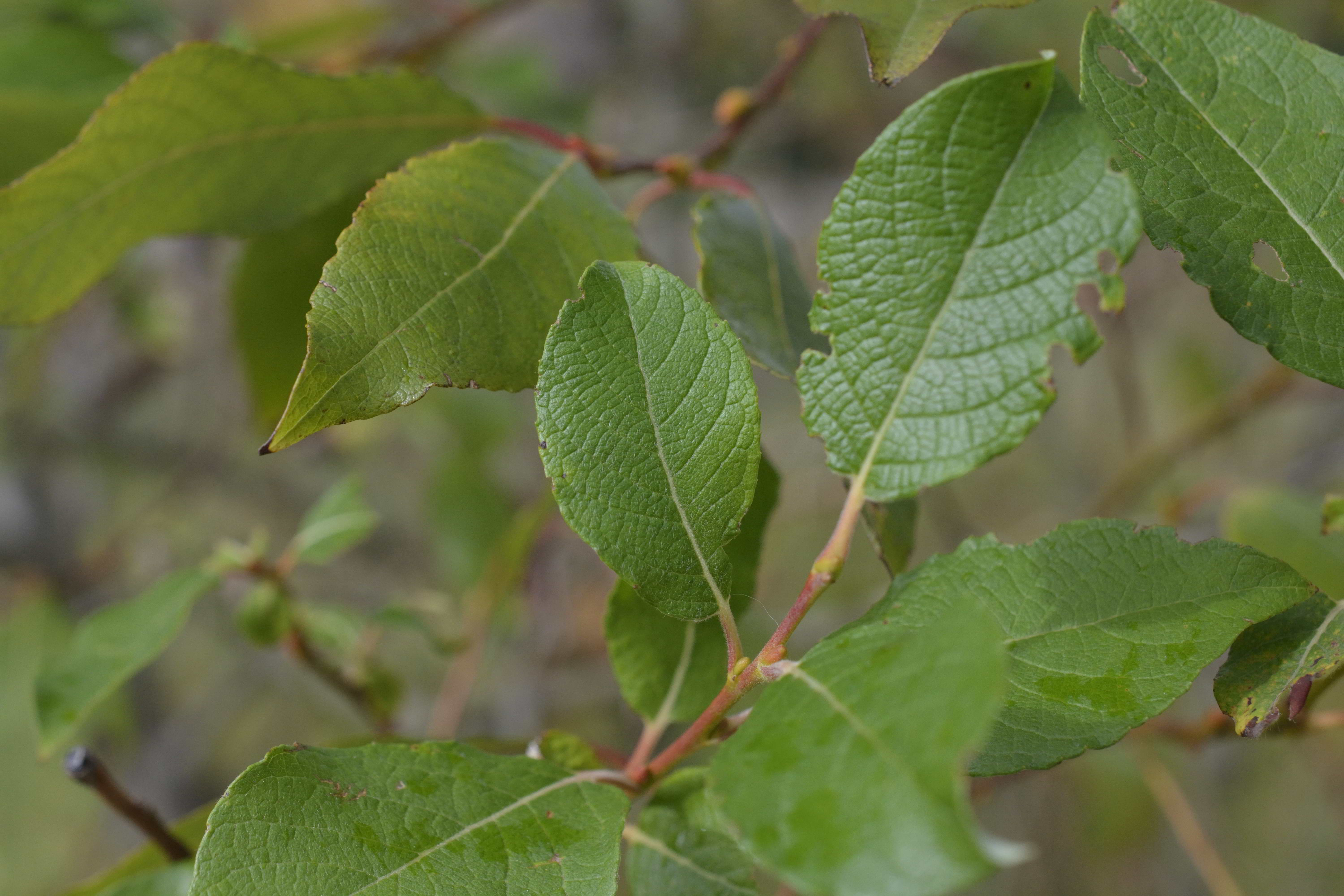 Salix caprea