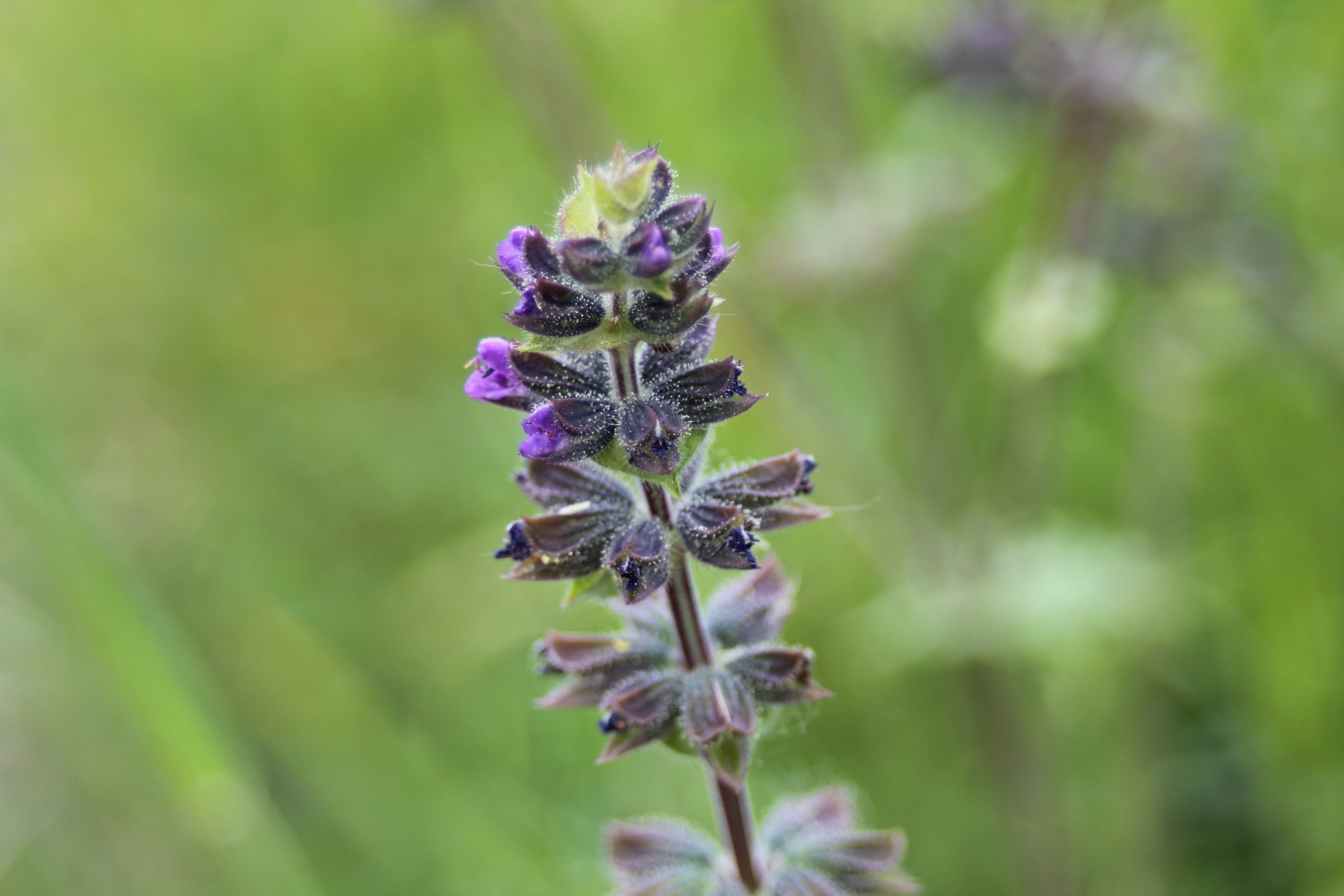 Salvia verbenaca