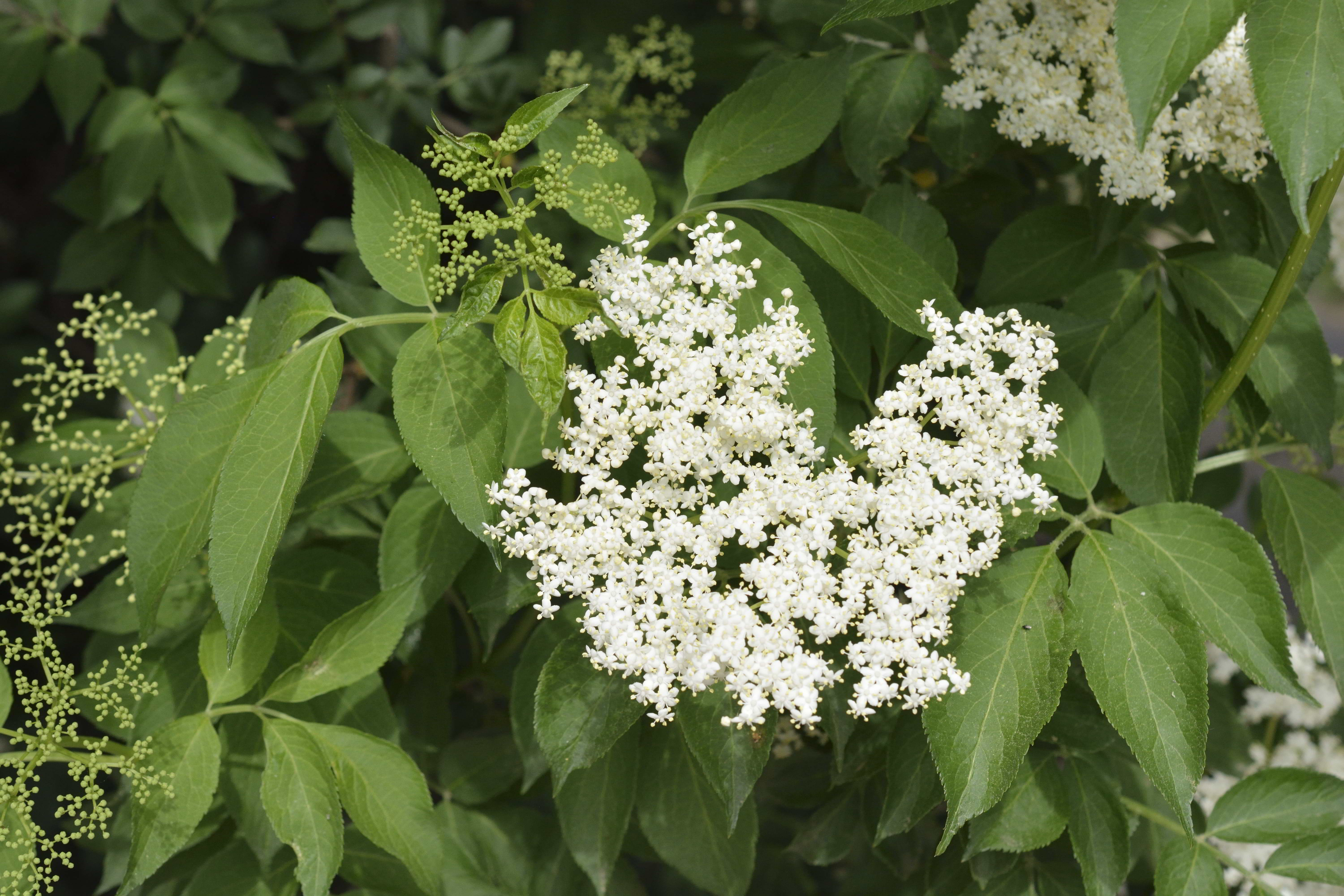 Sambucus nigra