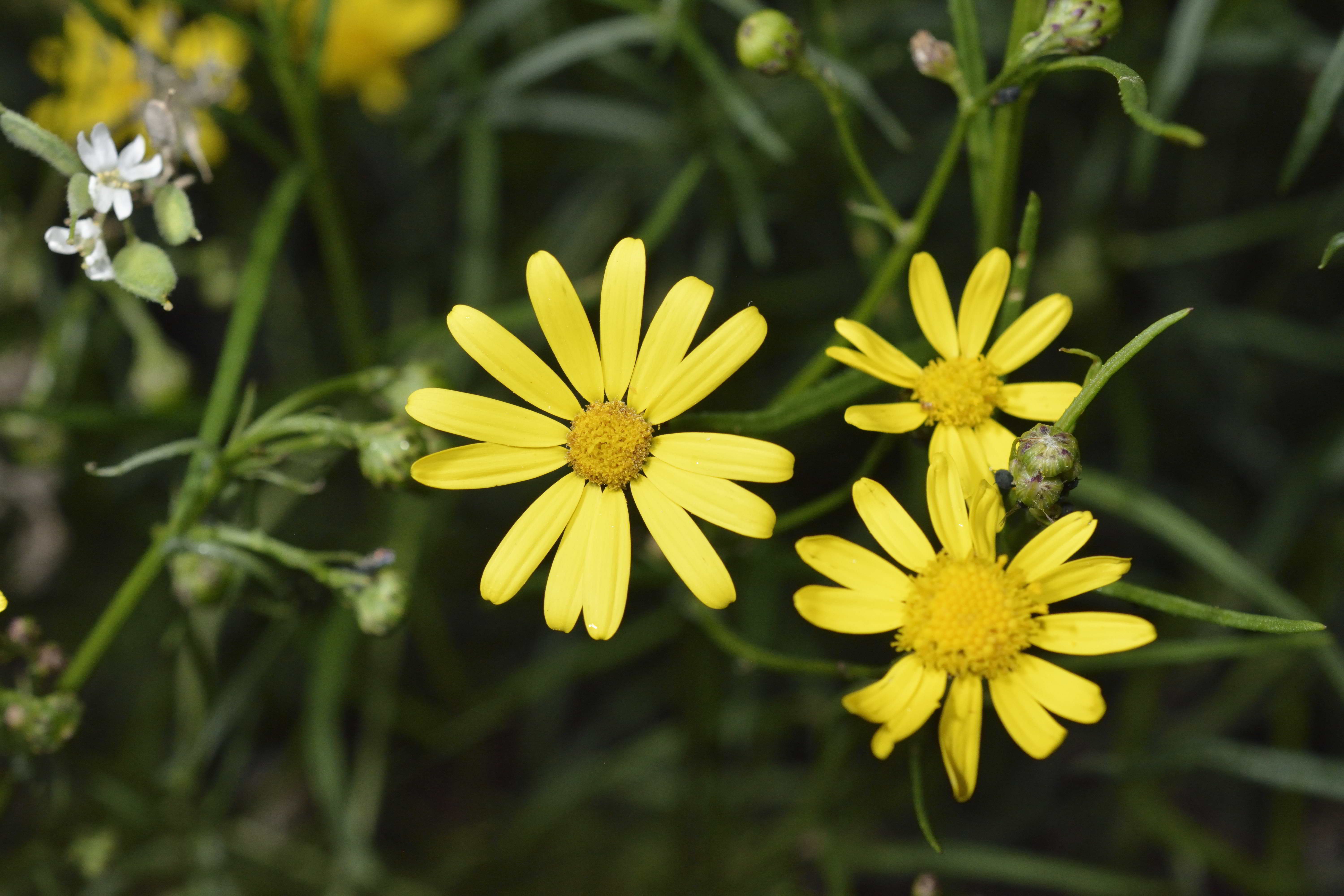 Senecio inaequidens