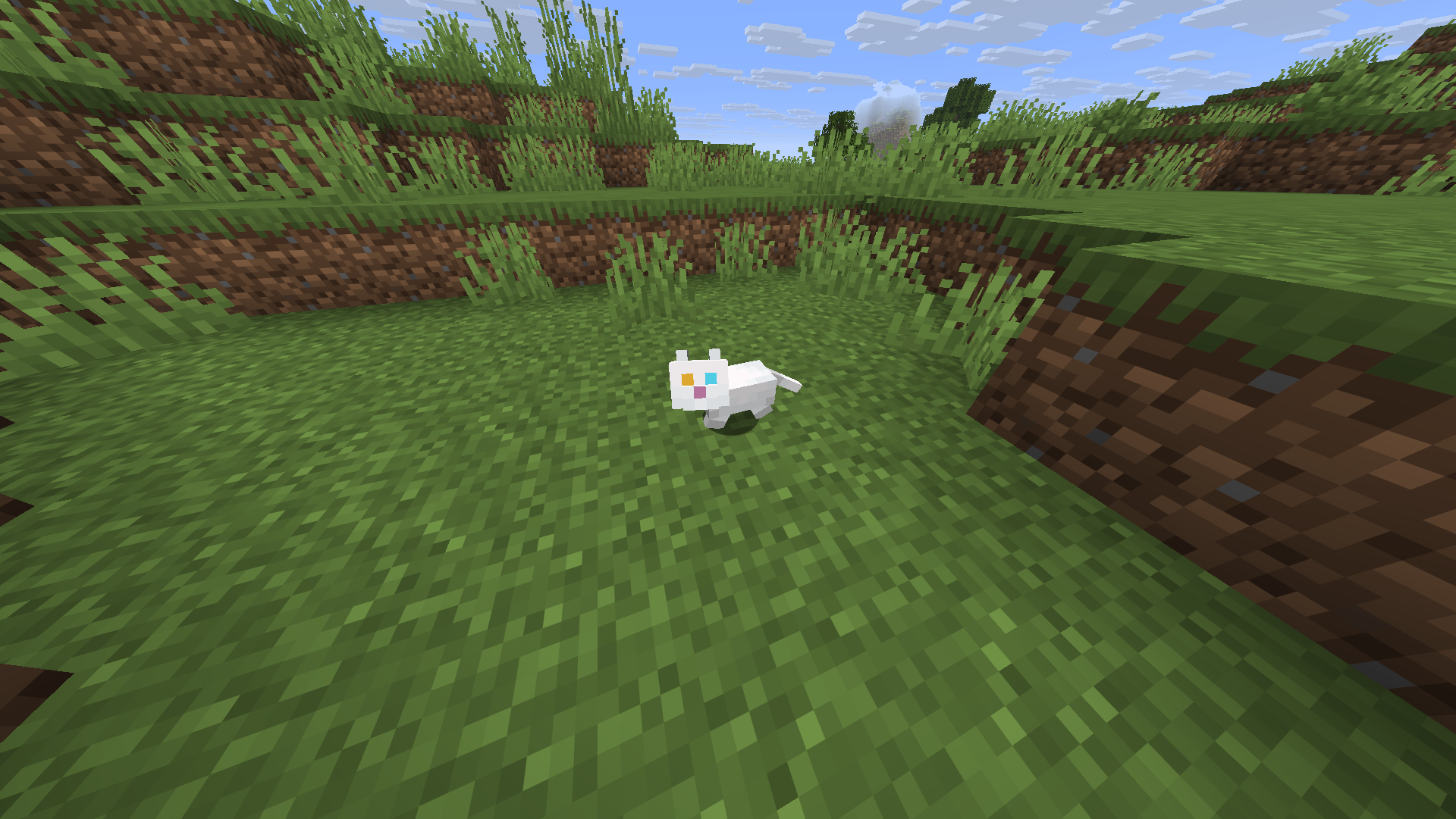 Chat