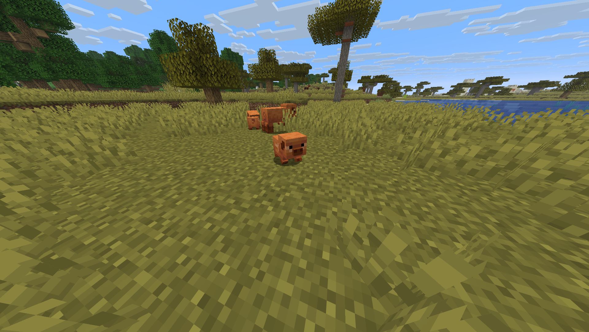 Cochon
