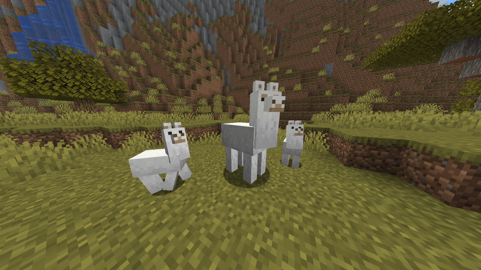 Lamas