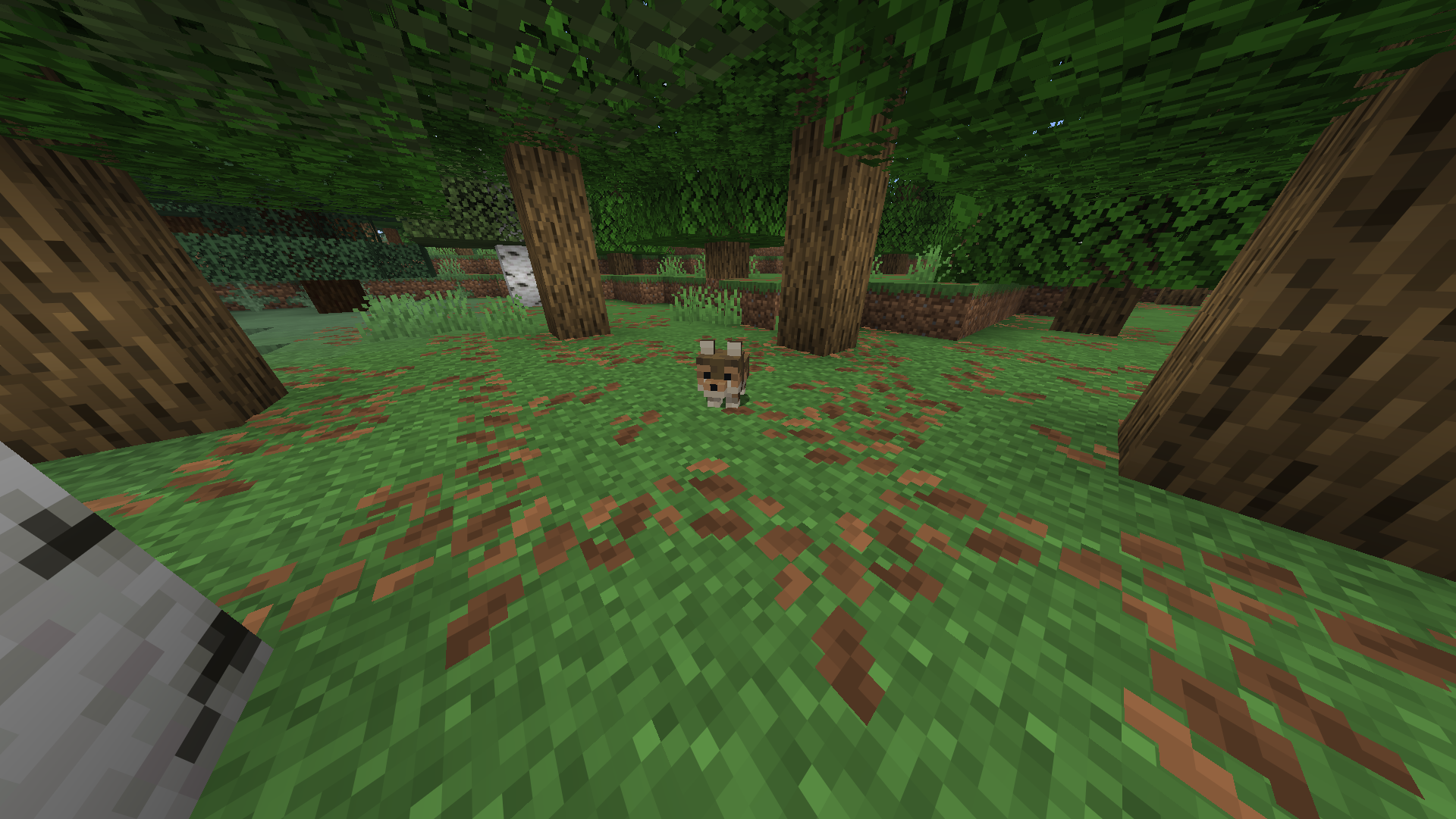 Loup