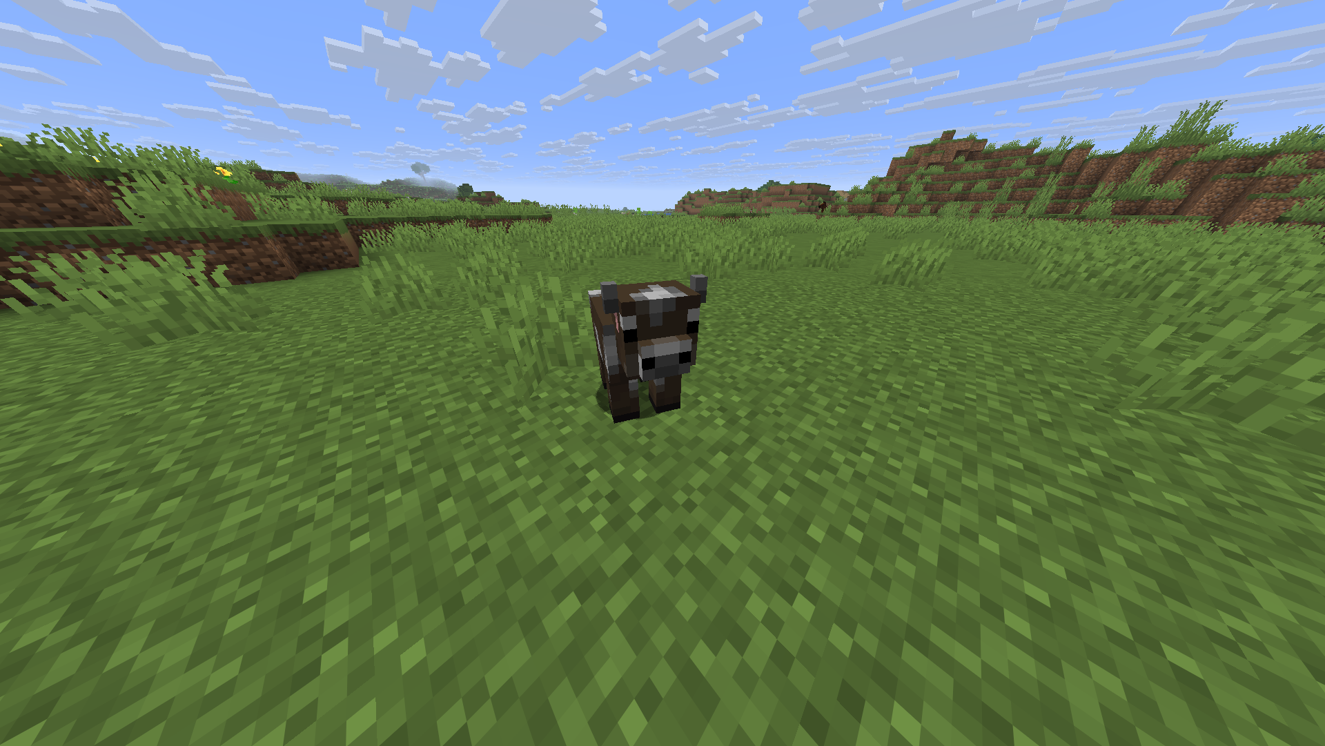 Vache