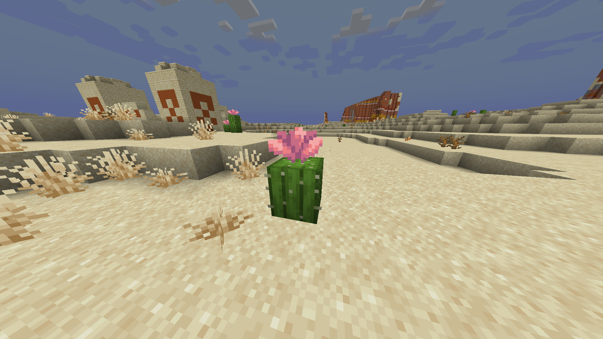 Fleurs sur cactus